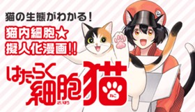 はたらく細胞　猫