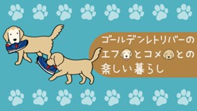 エフ漫画　ゴールデンレトリバーのエフとコメとの楽しい暮らし