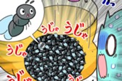 第２７話　キンウワバトビコバチ のサムネイル