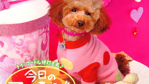 トイ・プードル絶対主義♪　今日のフランビー