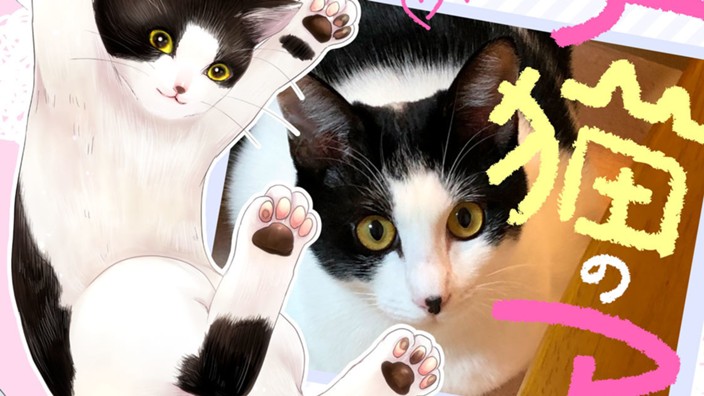 かわいい子猫のアイランド　～漫画家が保護猫を引き取った話～