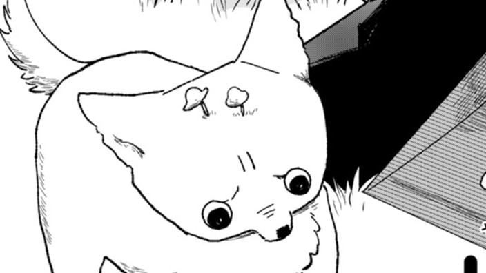 芝犬