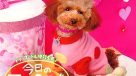 トイ・プードル絶対主義♪　今日のフランビー