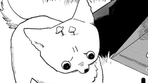 芝犬