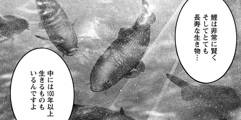 贄屍忌鯉 ニシキゴイ